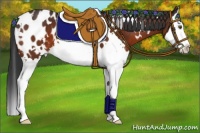 Horse Color:White Spotted Brown Sabino Splash Appaloosa 