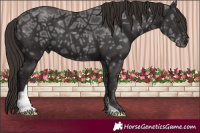 Horse Color:Liver Chestnut Ice 