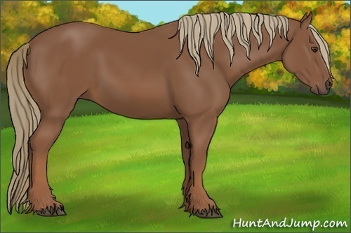 Horse Color:Unknown 
