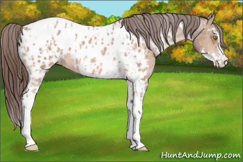 Horse Color:Amber Champagne Sabino Tobiano Near Leopard and Sable Champagne Sabino Tobiano Near Leopard