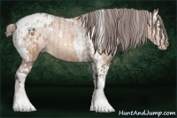 Horse Color:Amber Champagne Sabino Tobiano Blanket  and Amber Champagne Sabino Splash Tobiano Blanket 