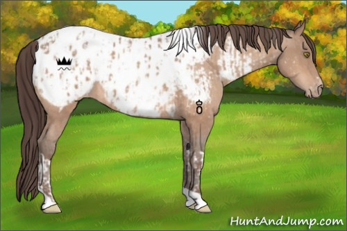 Horse Color:Amber Champagne Sabino Tobiano Appaloosa and Amber Champagne Sabino Tobiano Appaloosa