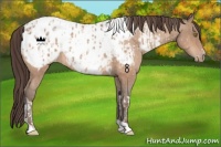 Horse Color:Amber Champagne Sabino Tobiano Near Leopard and Amber Champagne Sabino Tobiano Near Fewspot