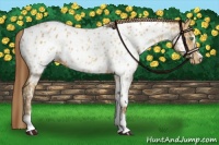 Horse Color:Amber Cream Champagne Sabino Tobiano Appaloosa and Amber Cream Champagne Sabino Appaloosa