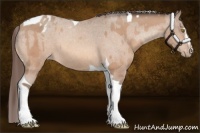 Horse Color:Amber Champagne Sabino Tobiano Appaloosa and Amber Champagne Sabino Tobiano Appaloosa