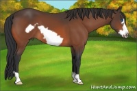 Horse Color:Bay Frame