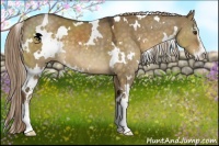 Horse Color:White Spotted Chocolate Palomino Dun Sabino 