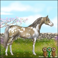 Horse Color:White Spotted Chocolate Palomino Dun Sabino