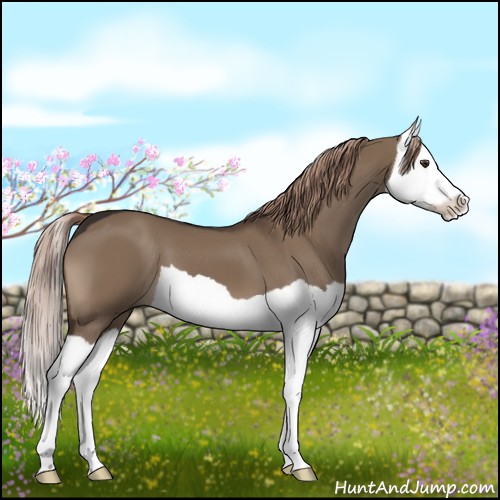 Horse Color:Liver Red Dun Splash 