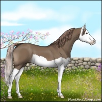 Horse Color:Liver Red Dun Splash