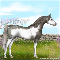 Horse Color:Chocolate Palomino Ice Sabino Splash Frame Rabicano