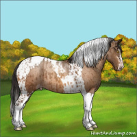 Horse Color:Gray Amber Champagne Sabino Tobiano Varnish and Gray Amber Champagne Sabino Tobiano Varnish Rabicano