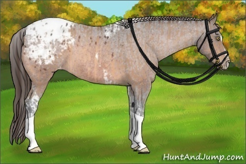 Horse Color:Amber Champagne Sabino Tobiano Blanket and Bay Sabino Tobiano Blanket