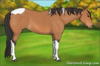 Horse Color:Bay Tobiano 