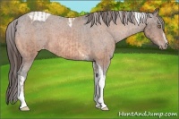 Horse Color:Amber Champagne Sabino Tobiano Appaloosa and Bay Sabino Tobiano Appaloosa