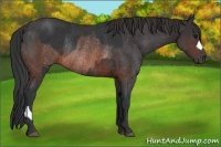 Horse Color:Brown Rabicano and Brown Rabicano
