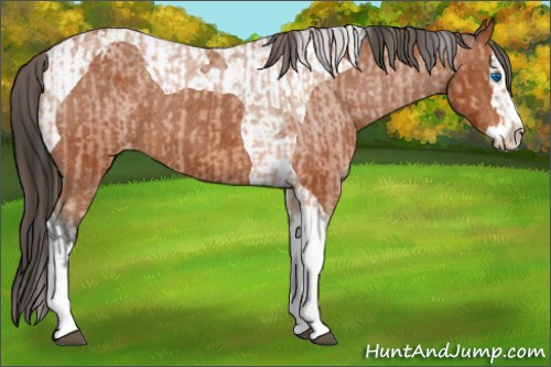 Horse Color:Bay Splash Tobiano Appaloosa and Gray Bay Splash Tobiano Appaloosa