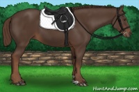Horse Color:Liver Chestnut 