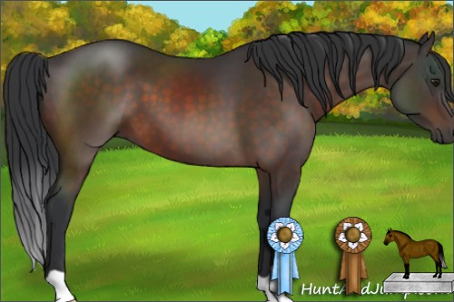 Horse Color:Brown 