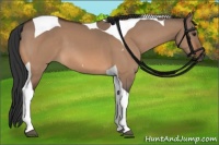 Horse Color:Bay Dun Tobiano 