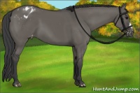 Horse Color:Grullo Appaloosa 