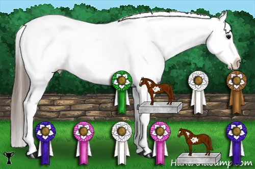 Horse Color:Blue Roan Frame Appaloosa 