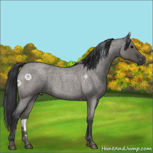 Horse Color:Grullo Roan 
