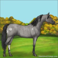 Horse Color:Grullo Roan 