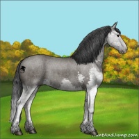 Horse Color:Grullo Splash