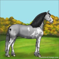 Horse Color:Grullo Chinchilla Splash 