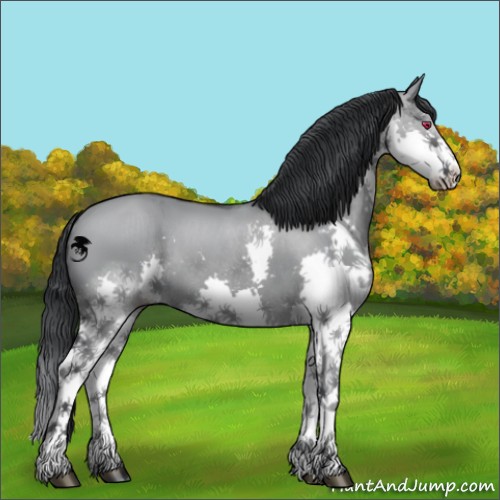 Horse Color:Grullo Chinchilla Splash 