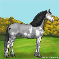Horse Color:Grullo Chinchilla Splash 