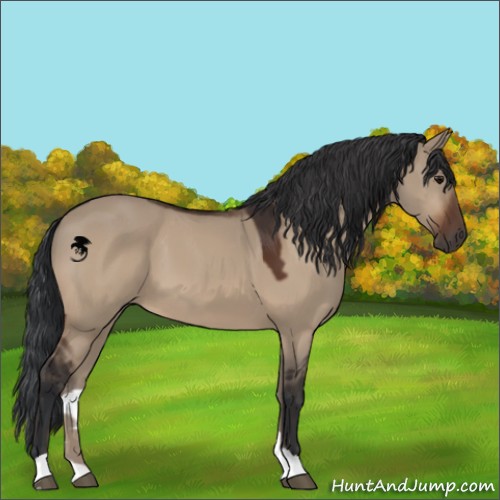 Horse Color:Bay Dun 