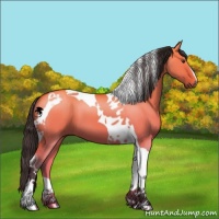 Horse Color:Buckskin Dun Tobiano 