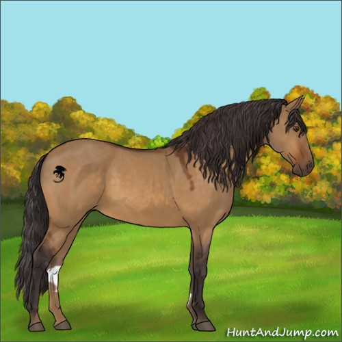 Horse Color:Buckskin Dun
