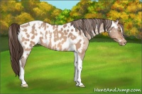 Horse Color:Amber Champagne Sabino Tobiano Near Leopard and Amber Champagne Sabino Tobiano Blanket