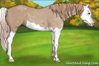 Horse Color:Red Dun Splash 