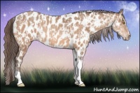 Horse Color:Amber Champagne Sabino Tobiano Near Leopard  and Amber Champagne Sabino Splash Tobiano Near Leopard 