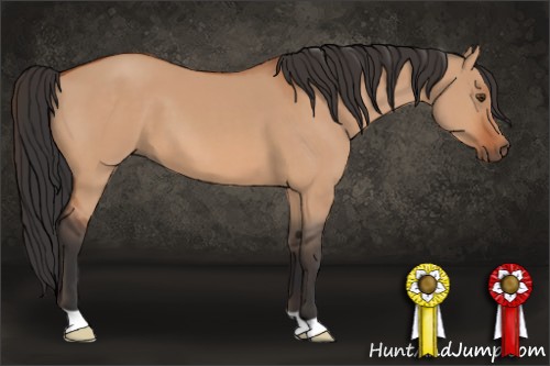 Horse Color:Bay Dun 