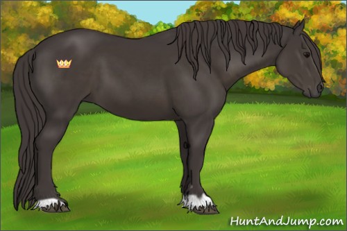 Horse Color:Smoky Black 