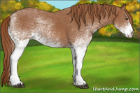 Horse Color:White Spotted Chestnut Rabicano
