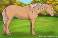 Horse Color:Gray Cremello 