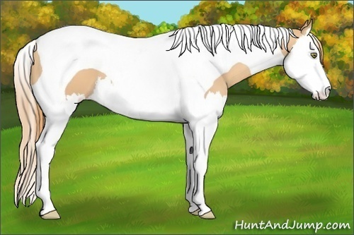 Horse Color:Gold Champagne Splash Tobiano