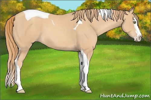 Horse Color:Gold Champagne Splash Tobiano 
