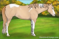 Horse Color:Gold Champagne Splash Tobiano 