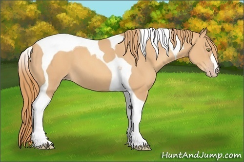 Horse Color:Gold Champagne Tobiano