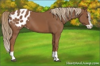 Horse Color:Chestnut Splash Appaloosa 