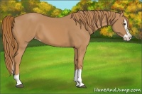 Horse Color:Chestnut Splash Appaloosa 