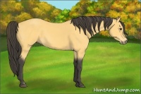 Horse Color:Buckskin