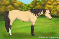Horse Color:Buckskin 